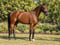 Horse ad