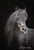 Annonce cheval