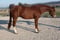 Horse ad