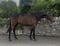 Annuncio cavallo