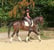 Annuncio cavallo
