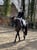 Horse ad