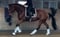 Horse ad