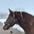 Annuncio cavallo