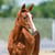 Horse ad