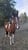 Horse ad