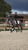 Annonce cheval