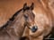 Annuncio cavallo