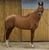 Horse ad