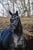 Annuncio cavallo