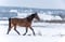 Horse ad