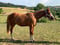 Anuncio de caballos