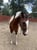 Horse ad
