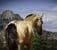 Horse ad