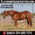 Horse ad
