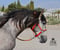 Horse ad