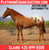 Annuncio cavallo