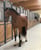 Horse ad