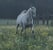 Horse ad
