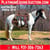 Horse ad