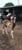 Annuncio cavallo