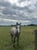 Annuncio cavallo