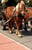 Annuncio cavallo