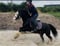 Annonce cheval