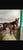 Horse ad