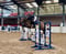 Annuncio cavallo