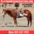 Horse ad