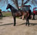 Horse ad