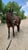 Horse ad