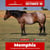 Paardadvertentie