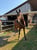 Annonce cheval