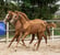 Anuncio de caballos