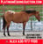Annuncio cavallo