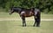 Annuncio cavallo