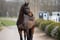 Horse ad