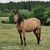 Horse ad