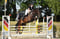 Horse ad