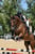 Annonce cheval
