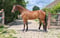Horse ad