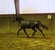 Horse ad