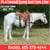 Horse ad