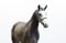 Annuncio cavallo