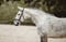 Horse ad
