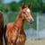 Annuncio cavallo