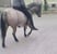 Anuncio de caballos