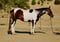 Annuncio cavallo